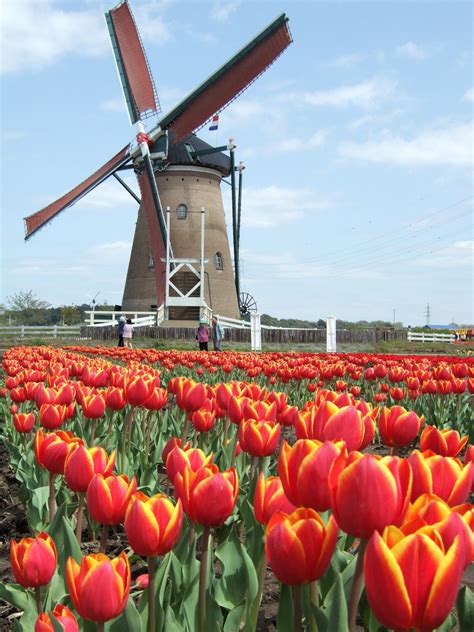 list  windmills wikipedia   encyclopedia windmills pinterest windmill holland