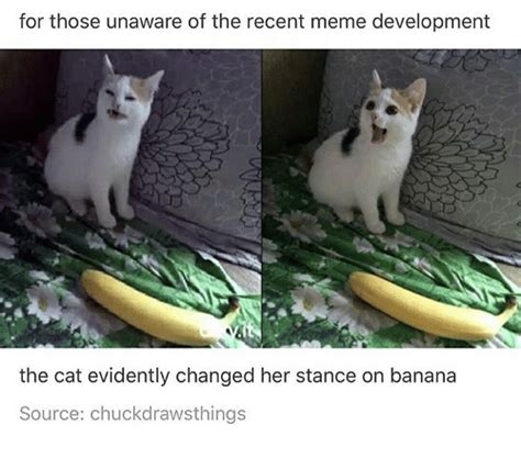 For Those Unaware Of The Recent Meme Development The Cat