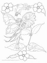 Coloring Fairy Pages Flower Fairies Adult Colouring Pheemcfaddell Adults Flowers Shapes Sizes Colors Drawings Printable Tale Board Sheets Books Letter sketch template