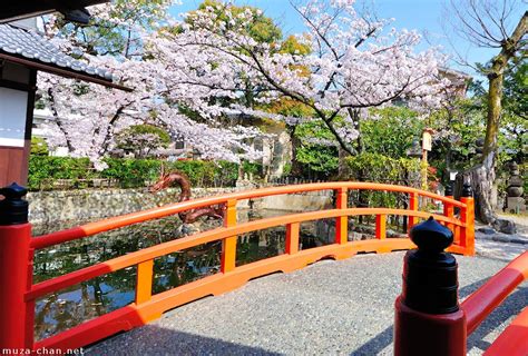 simply beautiful japanese scenes red bridge and cherry blossoms at