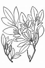 Azalea Coloring Pages Drawing Flower Kids Getdrawings sketch template