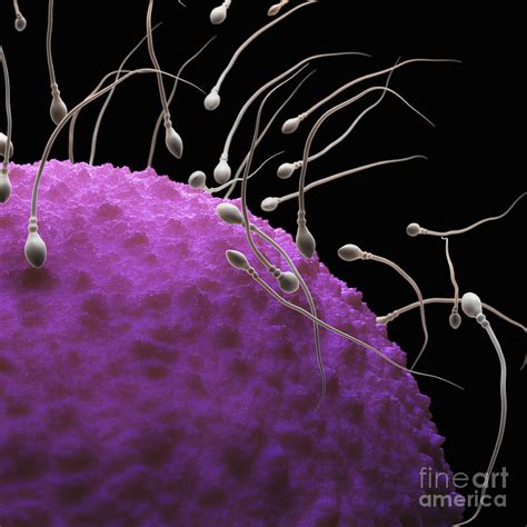 human fertilization  photograph  science picture  fine art america