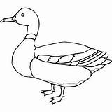 Duck Coloring Mallard Drawing Line Drawings Ducks Outline Printable Pages Bird Print Freeprintablecoloringpages Animal Pencil Clipart Easy Crafts Pigeon Getdrawings sketch template