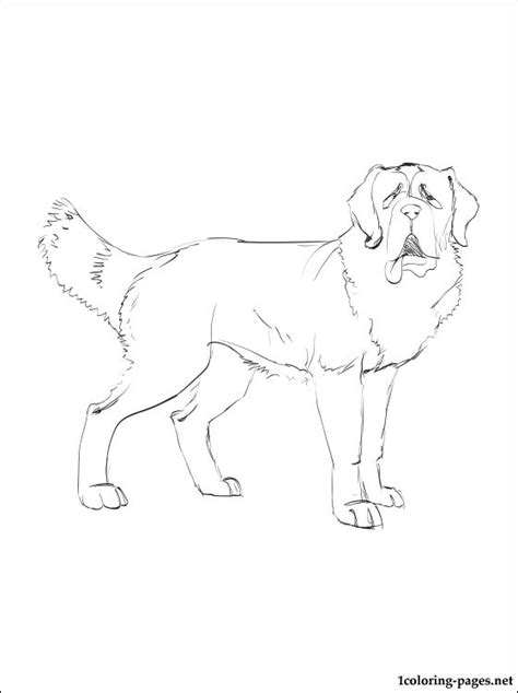 st bernard coloring  st bernard coloring