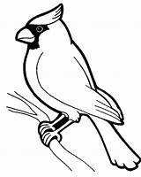 Coloring Cardinal Bird Pages Birds Outline Adult Kids sketch template