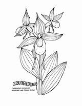 Montanum Cypripedium Colorir Imprimir Baixe sketch template