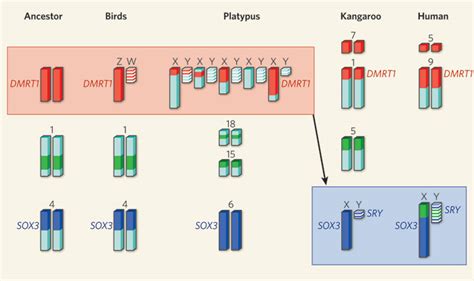 Evolution Of Vertebrate Sex Chromosomes And Sex