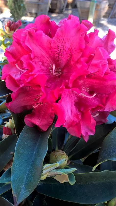 beautiful nova zembla rhododendron blossom   details  httpwwwurbantreefarm