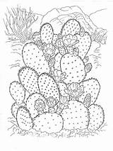 Ausmalbilder Kaktus Cactus Kakteen Ausdrucken sketch template