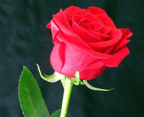 gambar bunga mawar merah terbaru