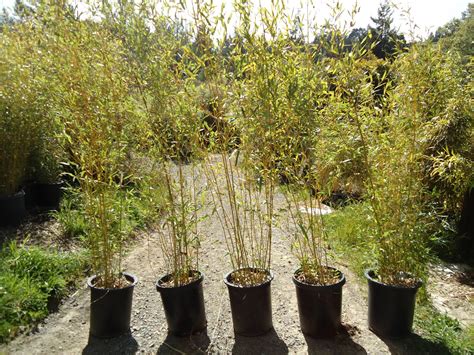 phyllostachys aureosulcata yellow groove phaq bamboo sourcery
