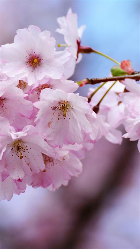 download 1080x1920 wallpaper cherry blossoms flowers