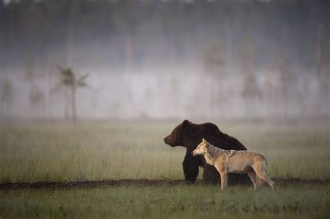 interesting photo   day bear  wolf   friends