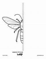 Symmetry Coloring Kids Pages Drawing Bug Insect Wasp Geometric Spider Worksheets Butterfly Invertebrates Activity Hub Symmetrical Insects Cat Fishing Printable sketch template