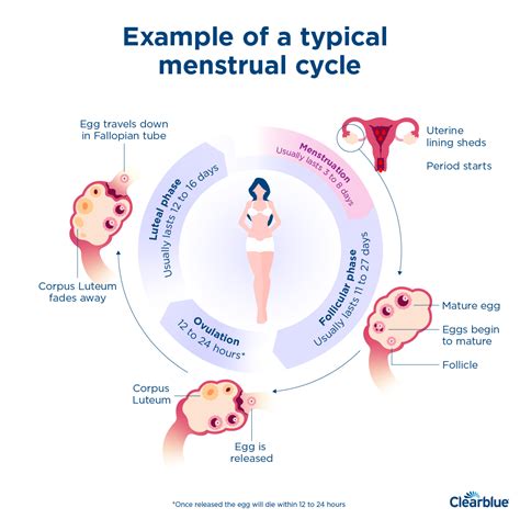 your period definition duration symptoms and faqs clearblue