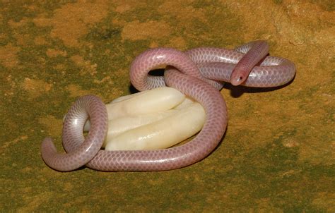 absurd creature   week  worlds tiniest  adorable snake