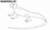 Lizard Basilisk Animals Drawingforall Ayvazyan Stepan Tutorials sketch template