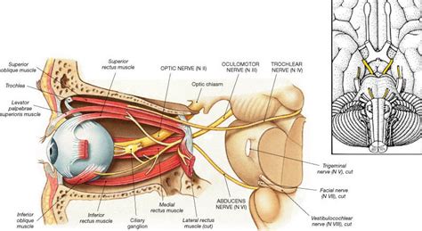 cn iii oculomotor neurohonors