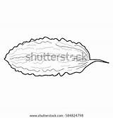 Bitter Gourd Vegetable Drawing Cartoon Coloring Template sketch template