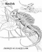 Coloring Basilisk Lizard Scales Pages Drawing Snake Designlooter Reptiles Popular Getdrawings 54kb sketch template