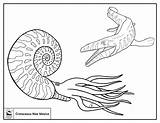 Ammonite Cenozoic Era sketch template