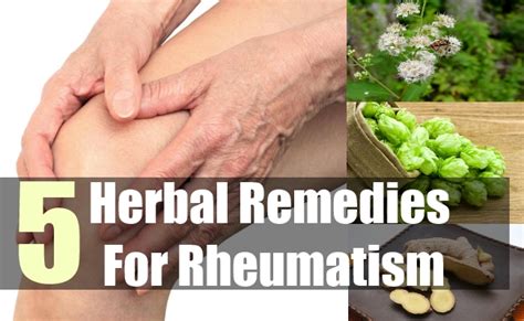 5 effective herbal remedies for rheumatism how to treat natural