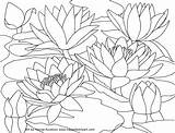 Coloring Pages Water Monet Printable Watercolor Cherry Waterlilies Lilies Blossom Scenery Drawing Color Flower Japanese Book Lily Cardinal Red Adults sketch template