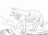 Wolf Coloring Pages Howling Drawing Arctic Wolves Snow Realistic Print Printable Animal Template Tutorial Jam Drawings Wolfs Colouring Sheets Adult sketch template