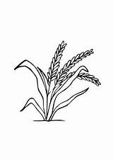 Getreide Ausmalen Ausmalbild Bauernhof sketch template