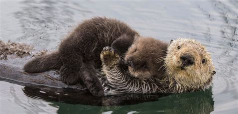 cuddle party  grad students reflection   love  sea otters
