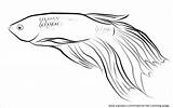 Fish Coloring Fighting Siamese Tropical Betta Pages Svg Clipart 328px sketch template