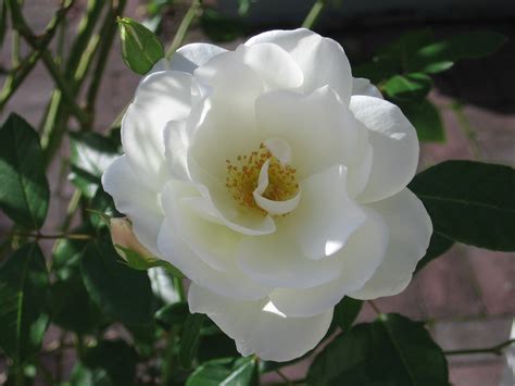 filewhite flower rosejpg wikimedia commons