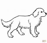 Golden Retriever Coloring Labrador Pages Puppy Puppies Printable Print Dogs Dog Color Shiba Inu Sheets Drawing Supercoloring Retrievers Colouring Silhouette sketch template