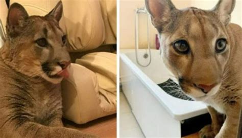 the rescued cougar could not return to her native environment so she