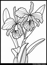Orchid Dover Cattleya Tharens Pintura sketch template