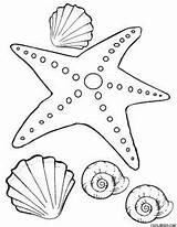 Starfish Seestern Colorare Malvorlagen Disegni Ausdrucken Seashells Kostenlos Bambini Xcolorings sketch template