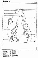 Coronary Artery sketch template