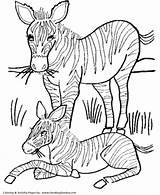 Coloring Pages Zebra Wild Baby Animals Animal Mother Colouring Printable Honkingdonkey Kids Print Flower Clipart Color Sheets Activity Gif Adult sketch template
