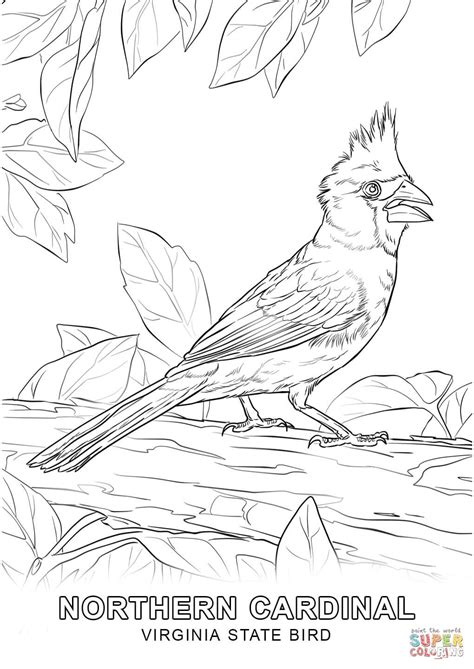 virginia state bird coloring page  printable coloring pages