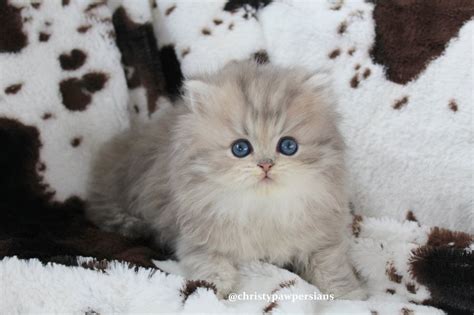 doll face persian kittens  sale christypaw persians persian kittens  sale persian