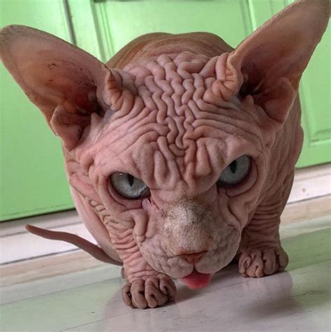 this cat looks like a supervillain that would stroke another cat while