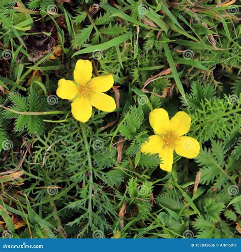 small yellow field flowers  grass background stock photo image