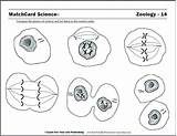 Coloring Biology Pages Getdrawings Cell Human sketch template