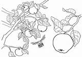 Pommier Apples Apfel Coloriages Sitting Colorier sketch template