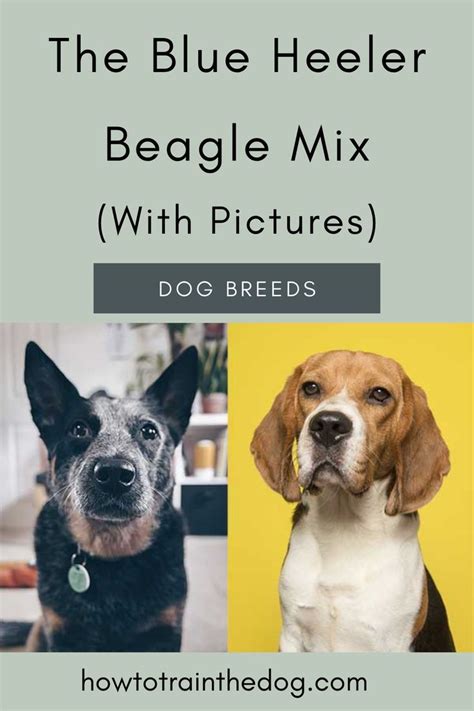 blue heeler beagle mix  pictures artofit