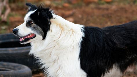sheepdog  sheepdog breeds   farm jr pierce