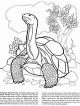 Galapagos Iguana Dover Tortoise Designlooter Doverpublications sketch template