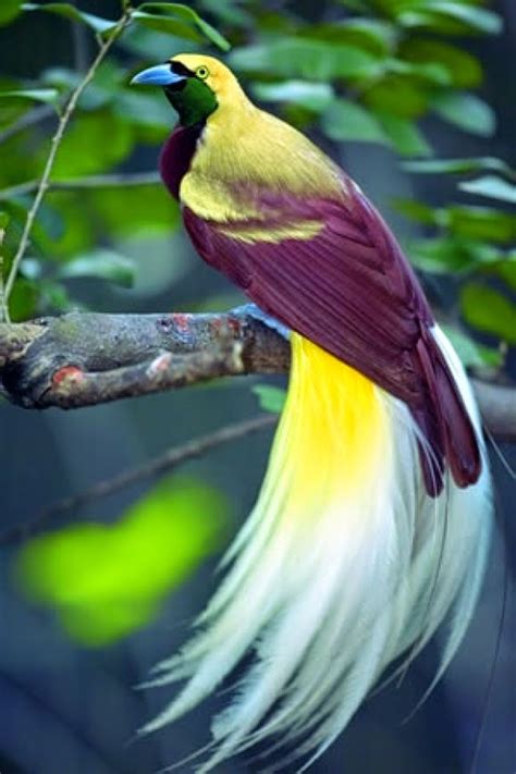 Amazing Places To Visit Around The World The Emperor Bird