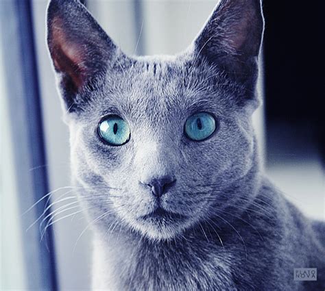 blue cat  dragonoflust  deviantart