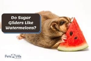 sugar gliders eat watermelon nutrition facts